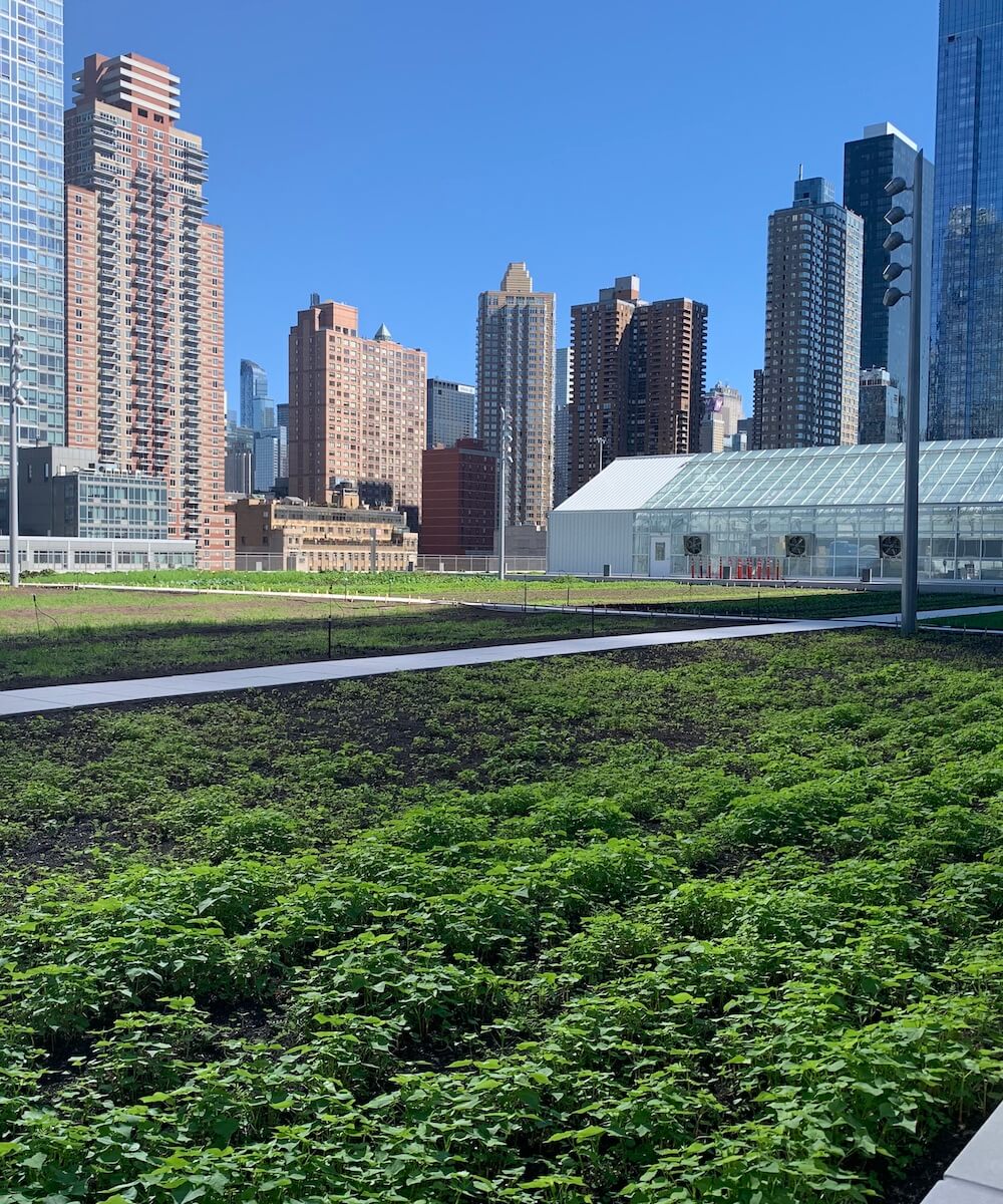 rooftop farm in a big city - Mobile Version