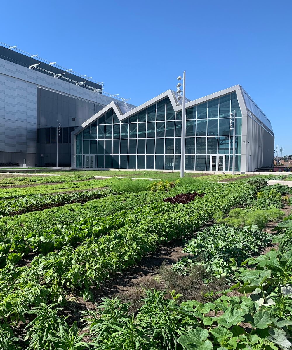 rooftop farm - mobile version